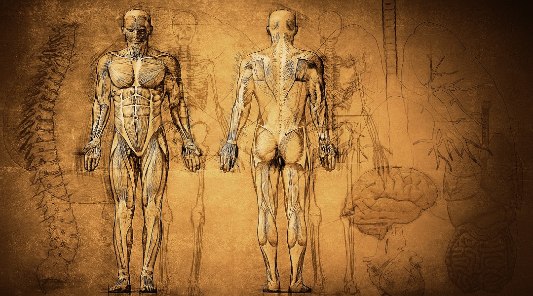 Zeichnung Anatomie, Medizingeschichte, Geschichte und Entwicklung der Stomaversorgung