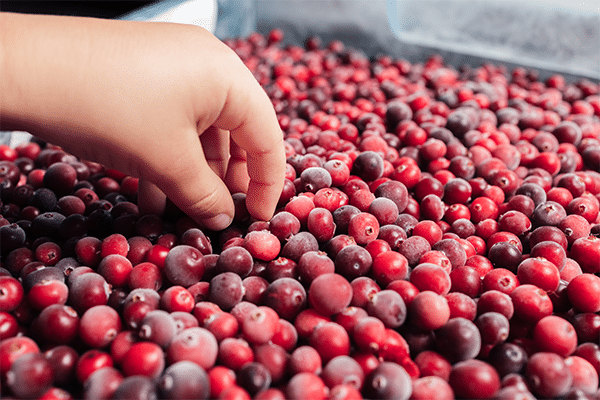 Cranberries gegen Blasenentzündung